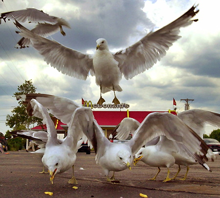 seagullfries.jpg?w=500